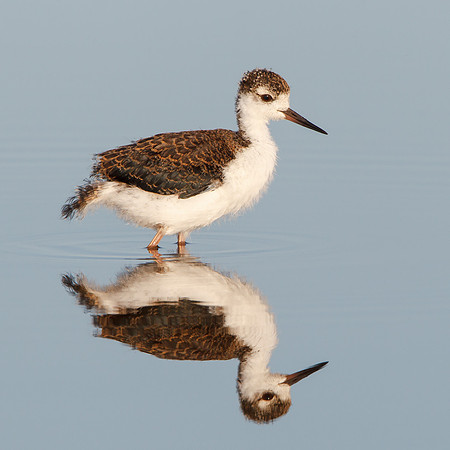 Black-necked Stilt, juvenile