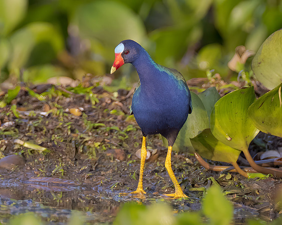 Purple Gallinule