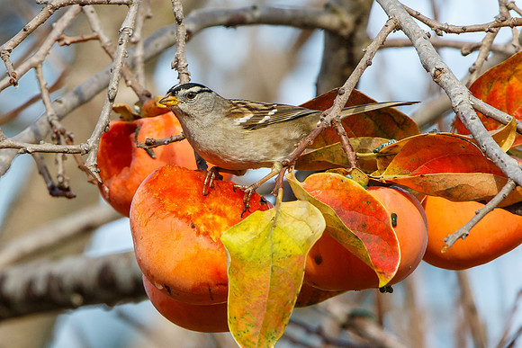 White-crowned Sparrow, atop half-eaten persimmon