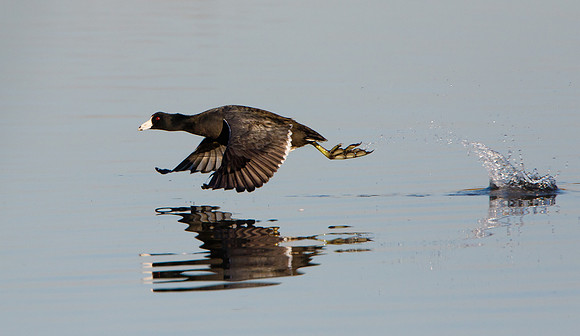 American Coot