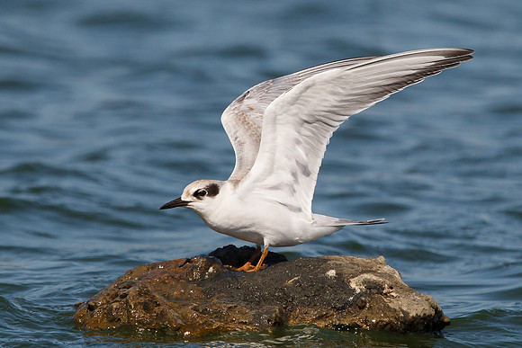 Forster's Tern, juvenile