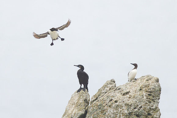 Common Murres and Brandt's Cormorant