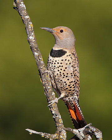 Northern Flicker, red-shafted female