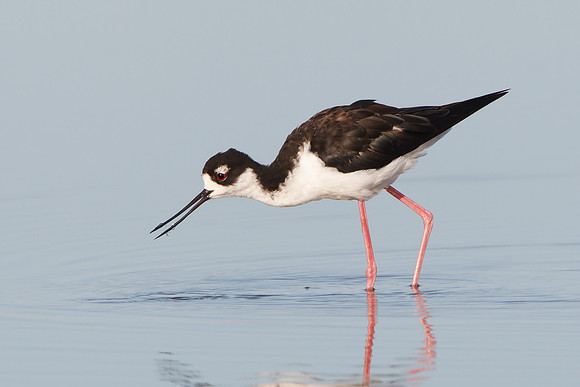 Black-necked Stilt