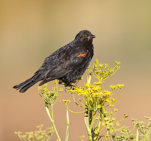 Red-winged Blackbird