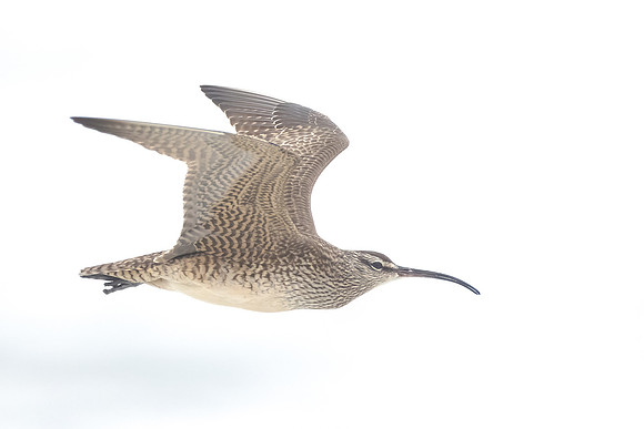 Whimbrel