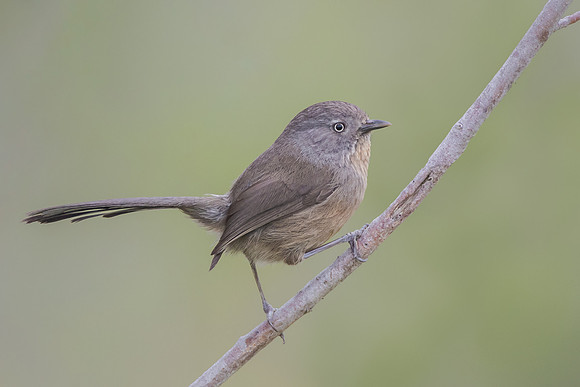 Wrentit