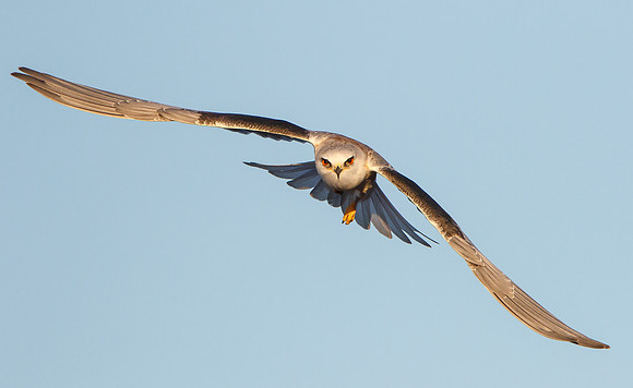 White-tailed Kite in flight