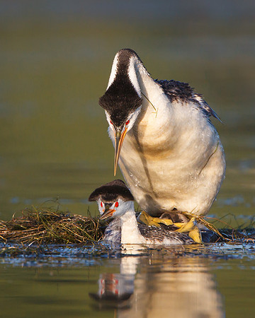 Clark's Grebes, mating
