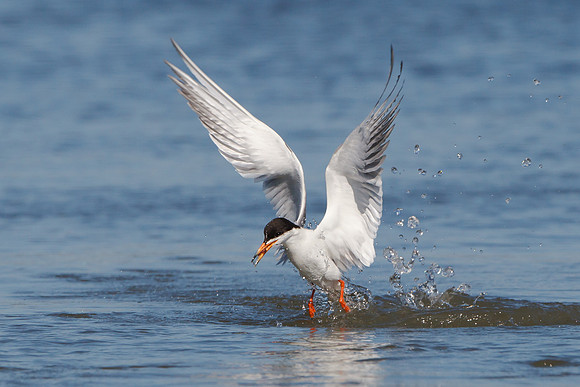 Forester's Tern, emerging from water with meal