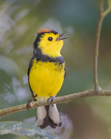 Collared Redstart