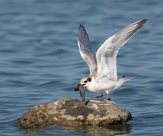 Forster's Tern, juvenile with big fish