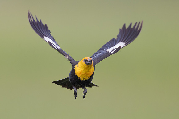 Yellow-headed Blackbird