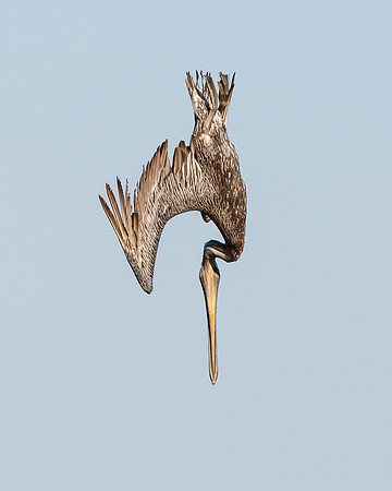Brown Pelican, juvenile diving