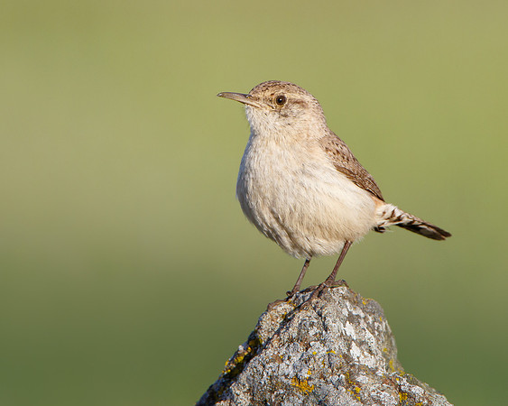 Rock Wren