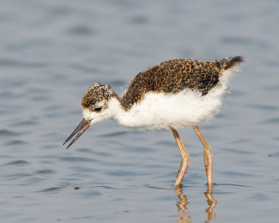 Black-necked Stilt, juvenile feeding