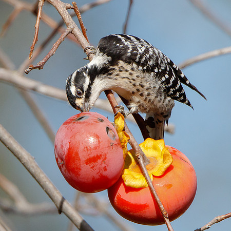Nuttall's Woodpecker, feeding on persimmon