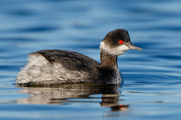 Eared Grebe