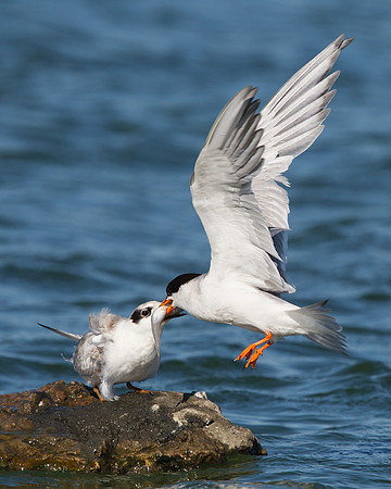 Forster's Terns, juvenile being fed by parent