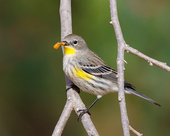 Yellow-rumped Warbler, with piece of persimmon