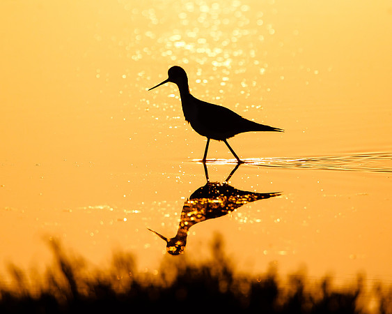 Black-necked Stilt