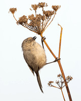 Bushtit, feeding on aphid