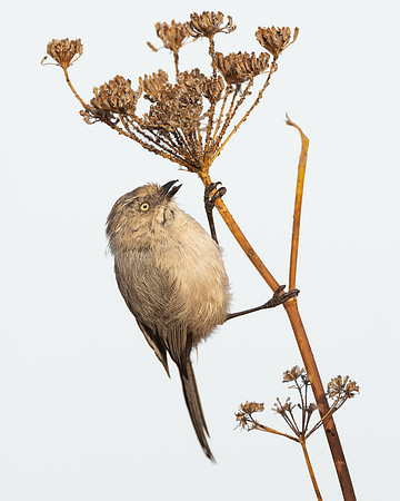 Bushtit, feeding on aphid