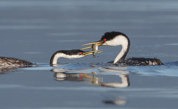 Western Grebe courtship: male passing fish to female