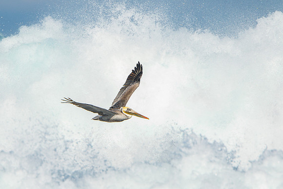 Brown Pelican