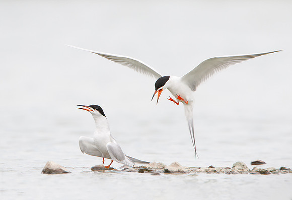 Forster's Terns