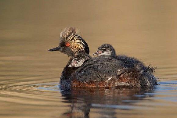 Eared Grebes, parent with chicks