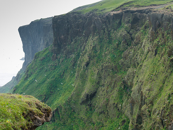 Bird cliffs near Dyrhólaey
