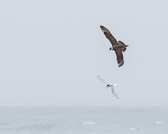 Parasitic Jeager, chasing Arctic Tern
