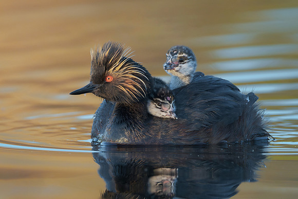 Eared Grebes, parent with chicks