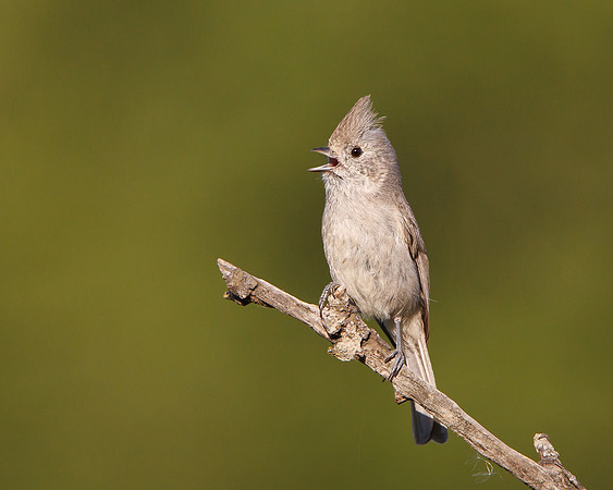 Oak Titmouse