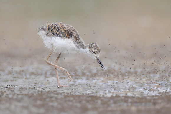 Black-necked Stilt, chick