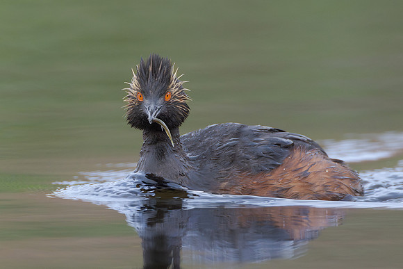 Eared Grebe