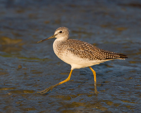 Greater Yellowlegs