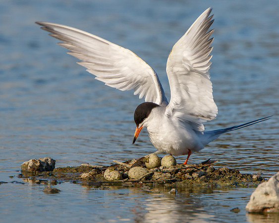 Forster's Tern, on nest with eggs