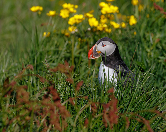 Atlantic Puffin