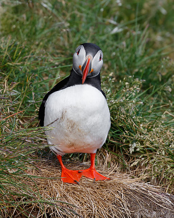 Atlantic Puffin