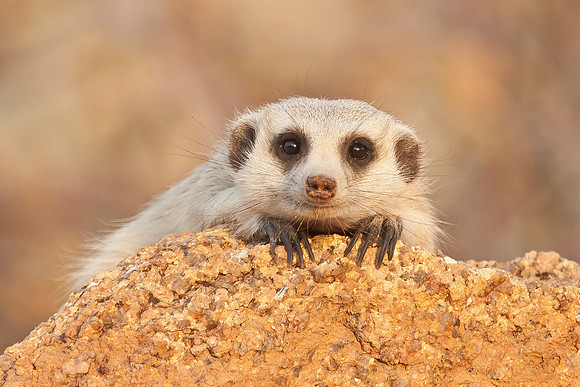 Meercat (Suricate)