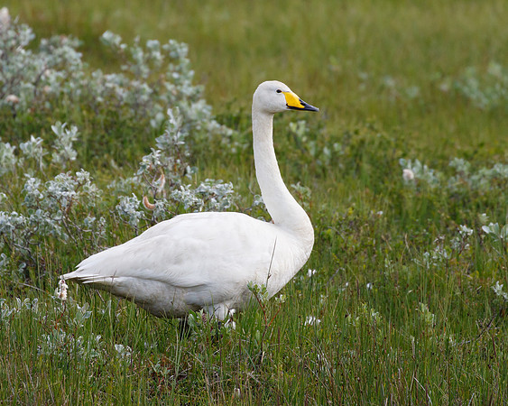 Whooper Swan