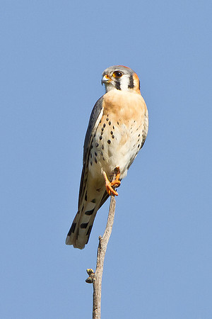 American Kestrel