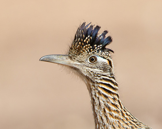 Greater Roadrunner