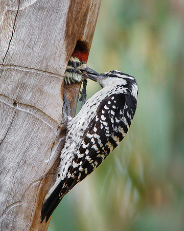 Nuttall's Woodpecker, parent feeding nestling