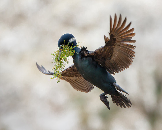 Brandt's Cormorant, with nest material