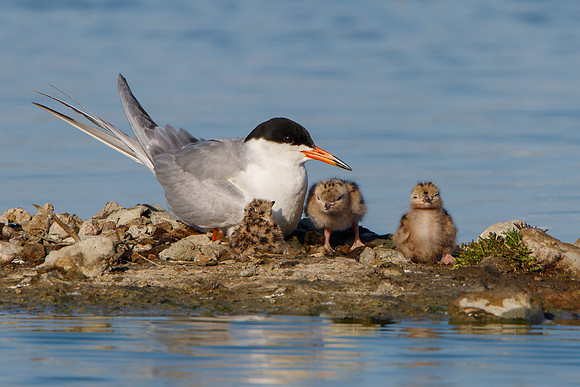 Forster's Terns, adult with chicks
