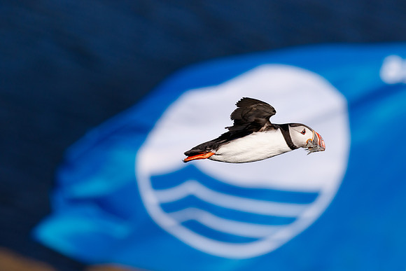 Puffin flying in front of Blue Flag. Makes for a nice logo :)