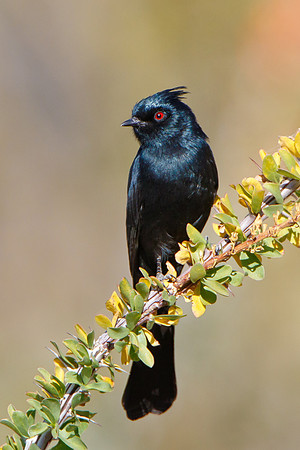 Phainopepla, male